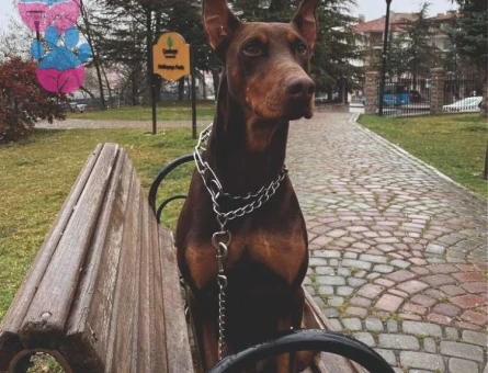 Doberman Yakışıklı Oğlum Hades İçin Eş Arıyorum