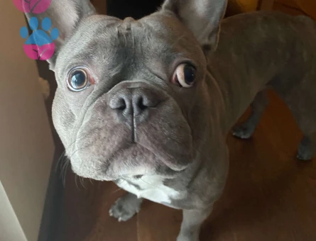 French Bulldog 2,5 Yaşındaki Biggie&#8217;ye Dişi Eş Arıyoruz