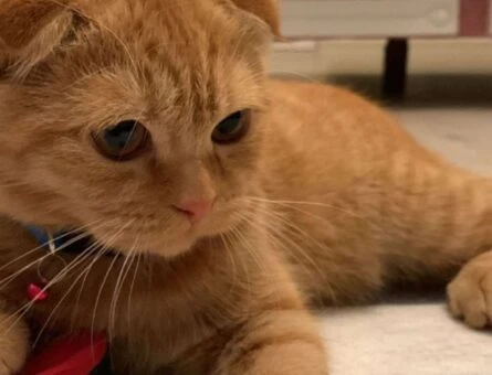 Scottish Fold Kedimize Eş Arıyoruz - 407