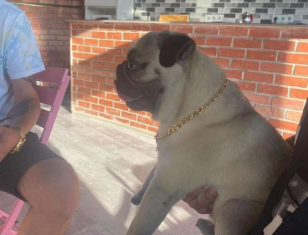 Pug 1 Yaşında Oğlum Rıfkı Eşini Arıyor - 4097