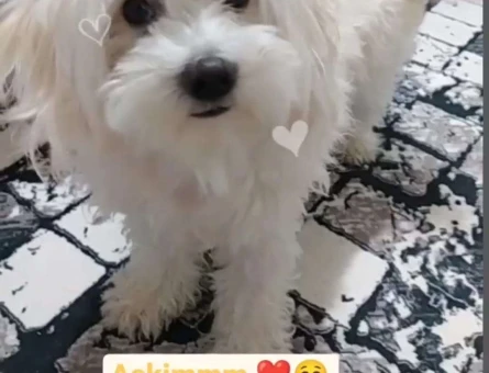 Maltese Terrier 2 Yaşında Yakışıklı Ooğlumuza Eş Arıyoruz - 4127