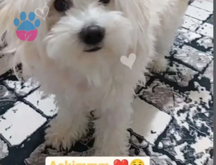 Maltese Terrier 2 Yaşında Yakışıklı Ooğlumuza Eş Arıyoruz