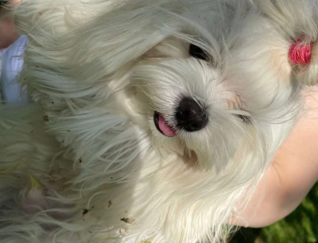 Maltese Terrier Tımmy 2 Yaşında Eş Arıyor - 4135