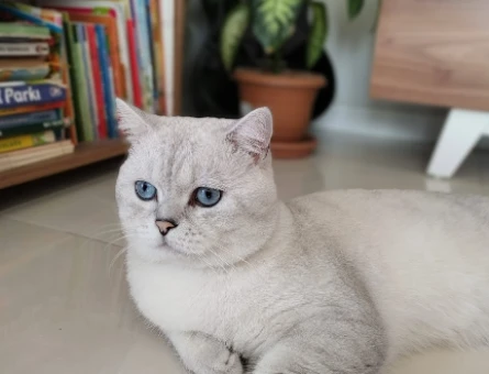 British Shorthair Oğluma Eş Ariyorum - 4148