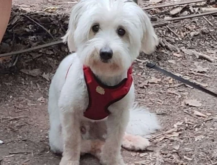 Maltese Terrier 15 Aylık Oğlumuza Eş Arıyoruz - 4149