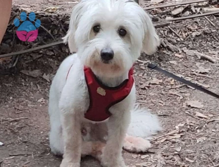 Maltese Terrier 15 Aylık Oğlumuza Eş Arıyoruz
