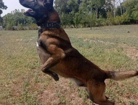 Belgian Malinois Yakışıklı Oğlum İçin Eş Arıyorum - 4185