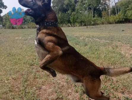 Belgian Malinois Yakışıklı Oğlum İçin Eş Arıyorum