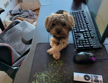 Yorkshire Terrier Oğluma Kız Arkadaş Aranıyor - 4277