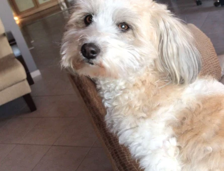 Havanese Terrier Cinsi Kızım Nikki Eş Arıyoruz - 4282
