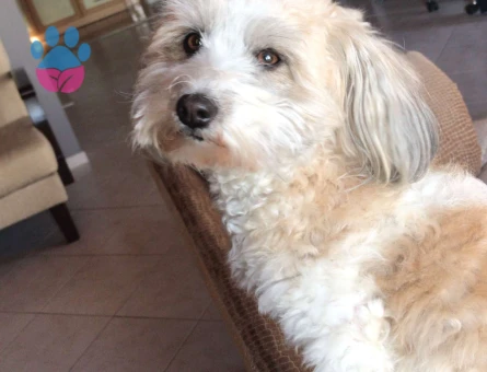 Havanese Terrier Cinsi Kızım Nikki Eş Arıyoruz