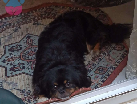 Pekinez Cinsi Köpeğim Oscar Eş Arıyor - 4291