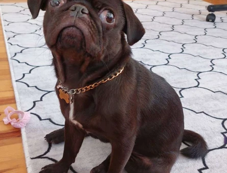 Pug 1 Yaşında Oğlum Pablo Eşini Arıyor - 4292