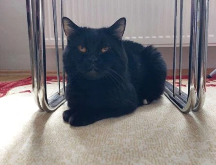 British Shorthair Oğlumuza Eş Arıyoruz - 42