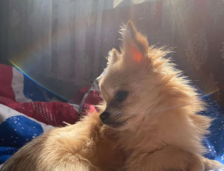 Chihuahua Oğlum Herkül Eş Arıyor - 4345