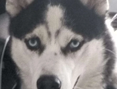 Husky Yakışıklı Oğluma Prenses Aranıyor - 4352