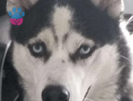 Husky Yakışıklı Oğluma Prenses Aranıyor