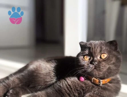 Scottish Fold Kızıma Eş Arıyorum 1 Yaşında