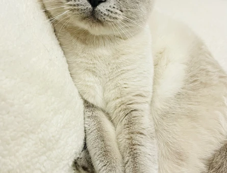 Scottish Fold Kızıma Eş Adayı Arıyorum - 4388