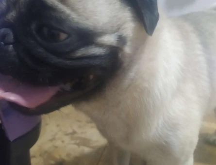 Pug Cinsi Köpeğim İçin Eş Arıyorum - 4393