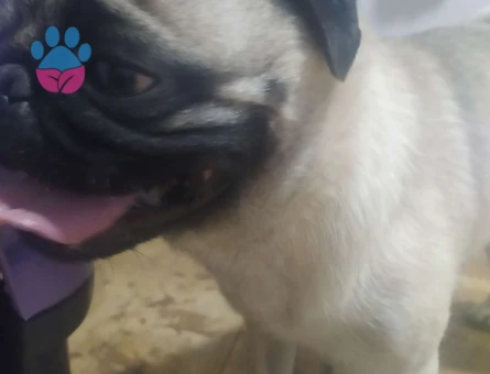 Pug Cinsi Köpeğim İçin Eş Arıyorum