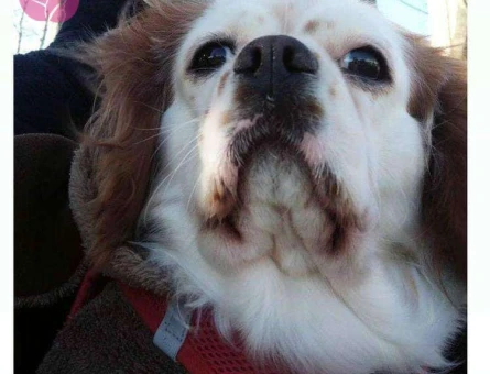 Cavalier King Charles 5 Yaşında Kızıma Eş Arıyorum - 4482
