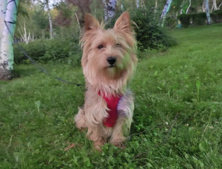 Maltese Terrier Bir Yaşında Köpeğime Eş Arıyorum - 4501