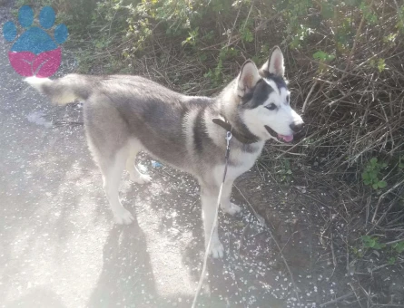 Husky Köpeğime Eş Arıyorum 1.5 Yaşında - 4505