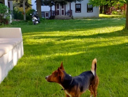 Jack Russel Kırması Oğlumuza Dişi Eş Arıyoruz - 4520