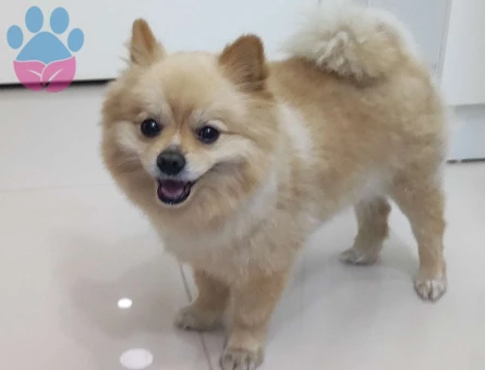 Pomeranian Boo Oğlumuza Eş Arıyoruz - 4527