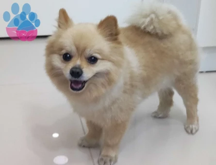 Pomeranian Boo Oğlumuza Eş Arıyoruz