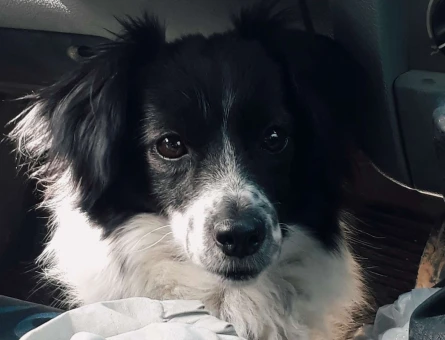 Rus Finosu Köpeğime Eş Arıyorum - 4531