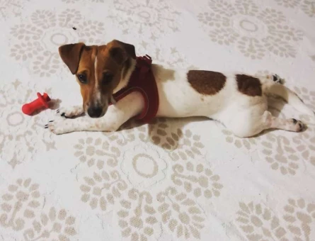 Jack Russell Oğluma Eş Arıyorum - 4557