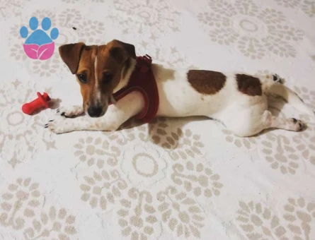 Jack Russell Oğluma Eş Arıyorum