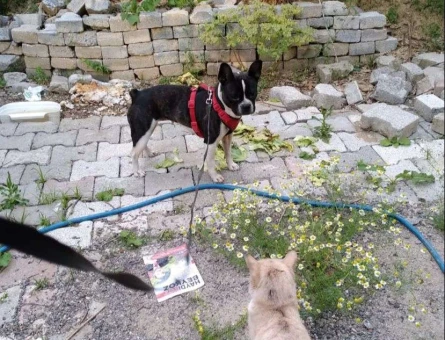 French Bulldog Güzel Kızımız Layka Eş Arıyor - 4579