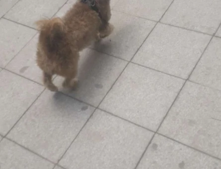 Maltese Terrier Akıllı Kızıma Eş Arıyorum - 4598