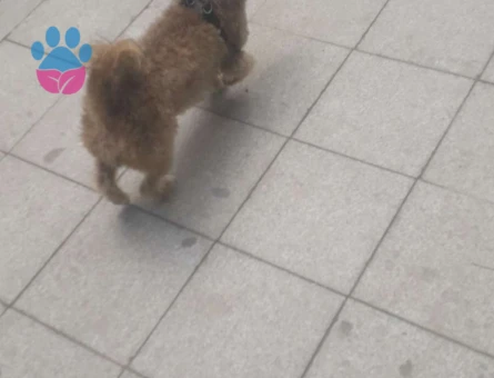 Maltese Terrier Akıllı Kızıma Eş Arıyorum