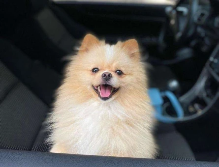 Pomeranian Boo Oğlum Behlül’e Eş Arıyorum - 4633