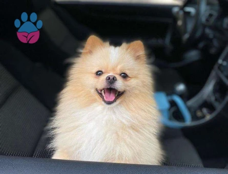 Pomeranian Boo Oğlum Behlül&#8217;e Eş Arıyorum