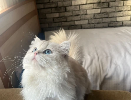 British Longhair ns1133 3 Yaşında - 4643