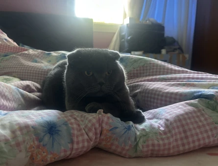 Scottish Fold Oğlum Teddy Eş Arıyor - 4644