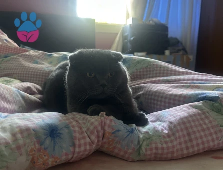 Scottish Fold Oğlum Teddy Eş Arıyor