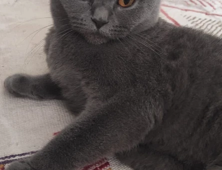 Scottish Fold Güzel Hera'ma Eş Arıyoruz - 4663