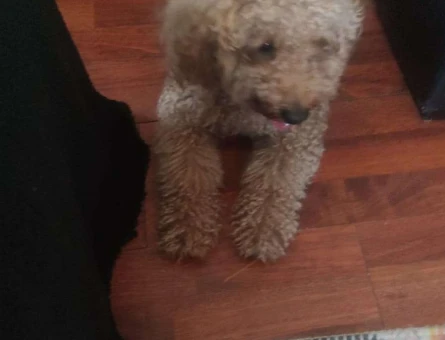 Toy Poodle Dişi Köpeğime Eş Arıyoruz - 4720