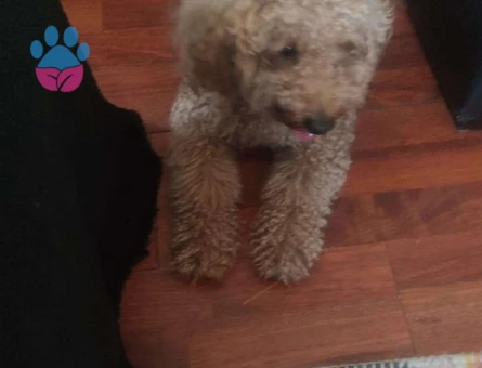 Toy Poodle Dişi Köpeğime Eş Arıyoruz