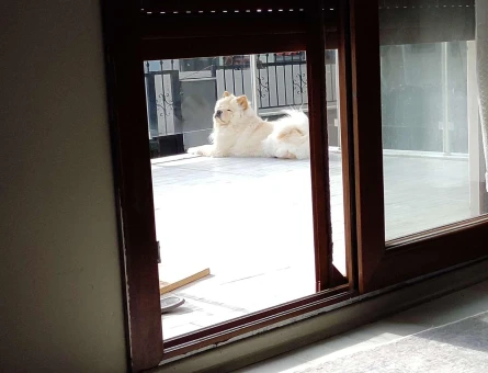 Chow Chow 2 Yaşında Kızıma Eş Arıyorum - 4733