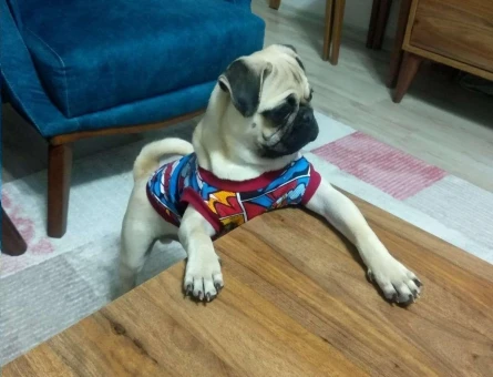 Pug Yakışıklı Oğlumuza Eş Arıyoruz - 4756