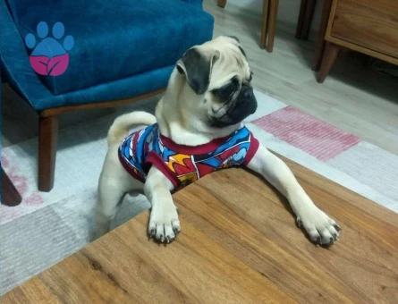 Pug Yakışıklı Oğlumuza Eş Arıyoruz