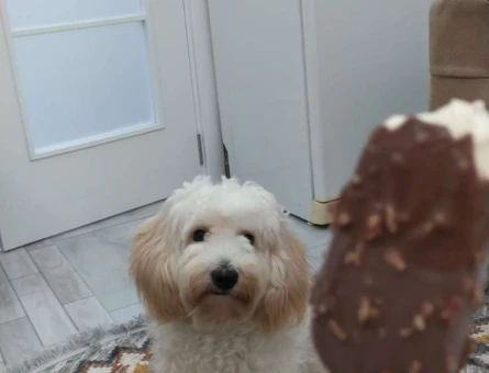 Maltipoo Cinsi Köpeğim Buluta Eş Arıyorum - 4790
