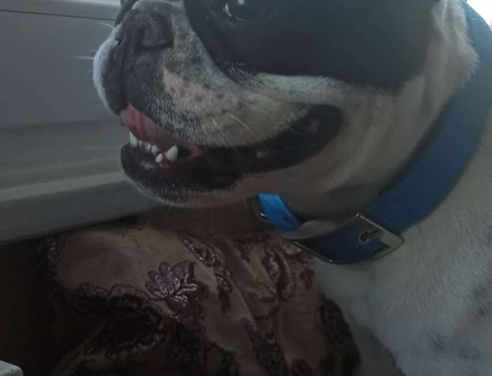 French Bulldog 1 Yaşındaki Oğlumuza Eş Arıyoruz - 4845